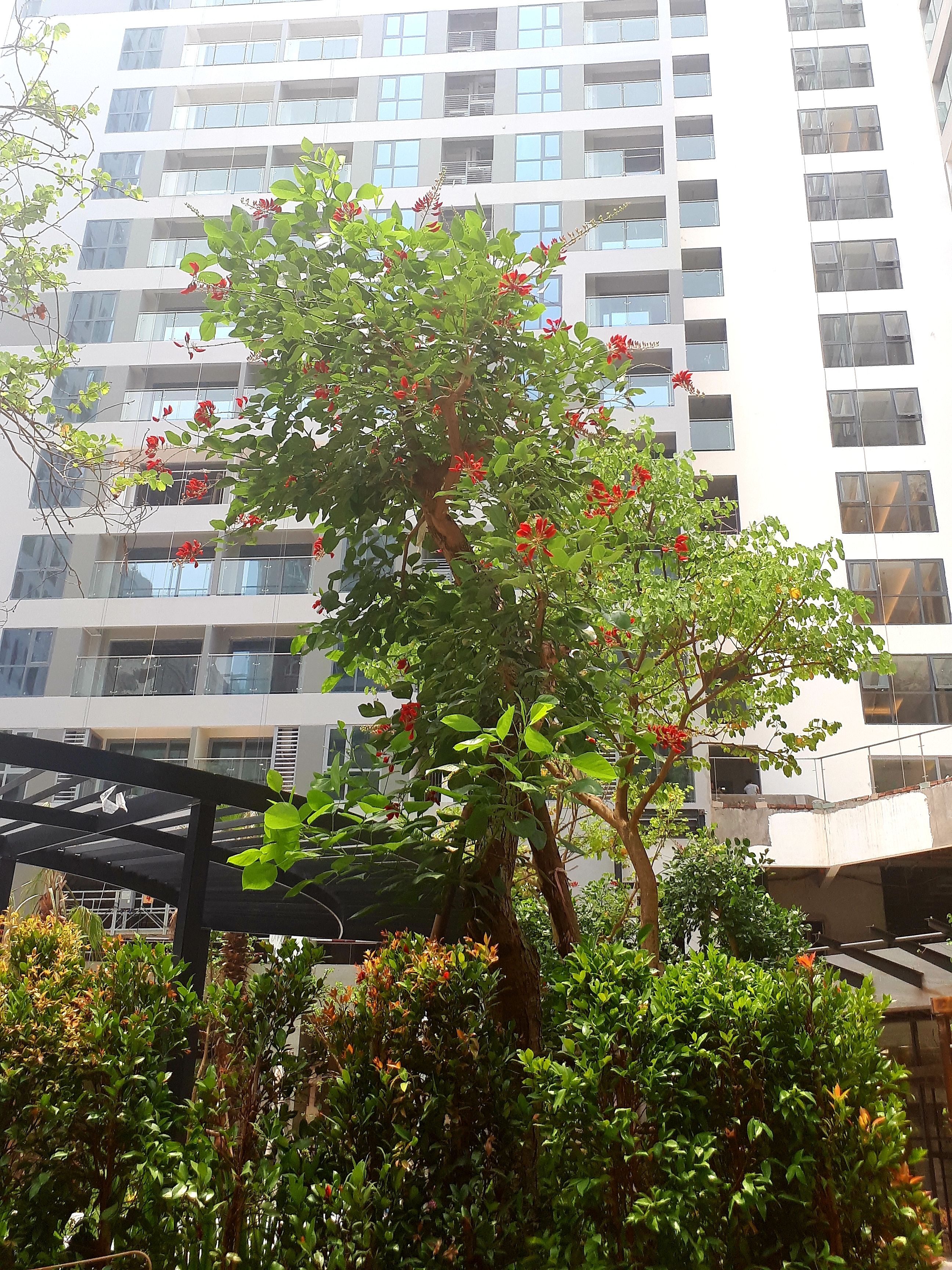 Dự án Rivera Park chiếm được cảm tình khách hàng với hệ thống cây xanh phong phú