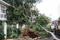 TP.HCM: Mùa mưa cận kề, cư dân Phú Mỹ Hưng nơm nớp nỗi lo sống dưới hàng cây 
