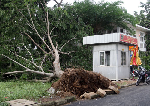 Năm 2013, sau một trận mưa kèm giông lốc, hàng loạt cây tại Khu đô thị Phú Mỹ Hưng đã gãy đổ, bật gốc