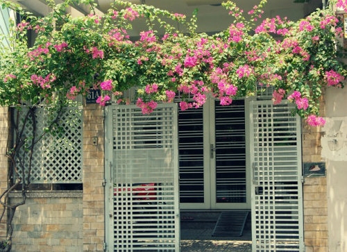 Điều kiện đất đai chật hép không thể trồng hàng cây vẫn có thể tạo sự che chắn cho ngôi nhà bằng cách trồng giàn hoa giấy leo trên cổng
