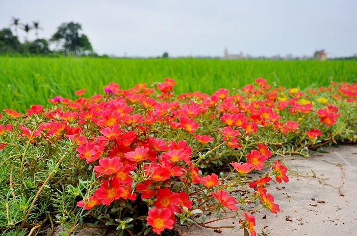 Hoa được người dân trồng khắp làng bên cạnh là cánh đồng lúa xanh bát ngát.