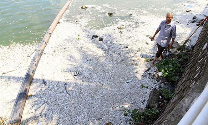 Cá chết ở hồ Tây hồi tháng 7/2018 Ảnh: Trường Phong