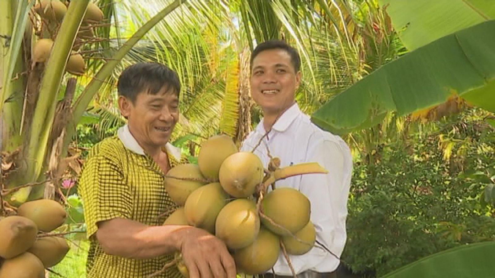 Chủ homestay Sáu Lế hái dừa phục vụ du khách