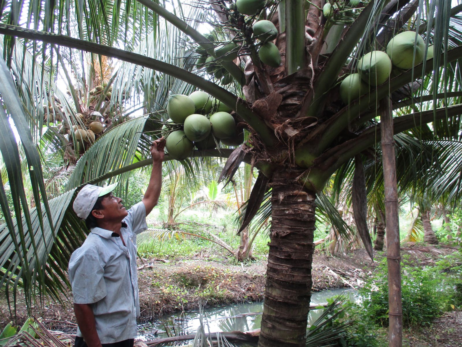 Hái dừa trong điểm du lịch miệt vườn Sáu Lế xã Phú Thọ