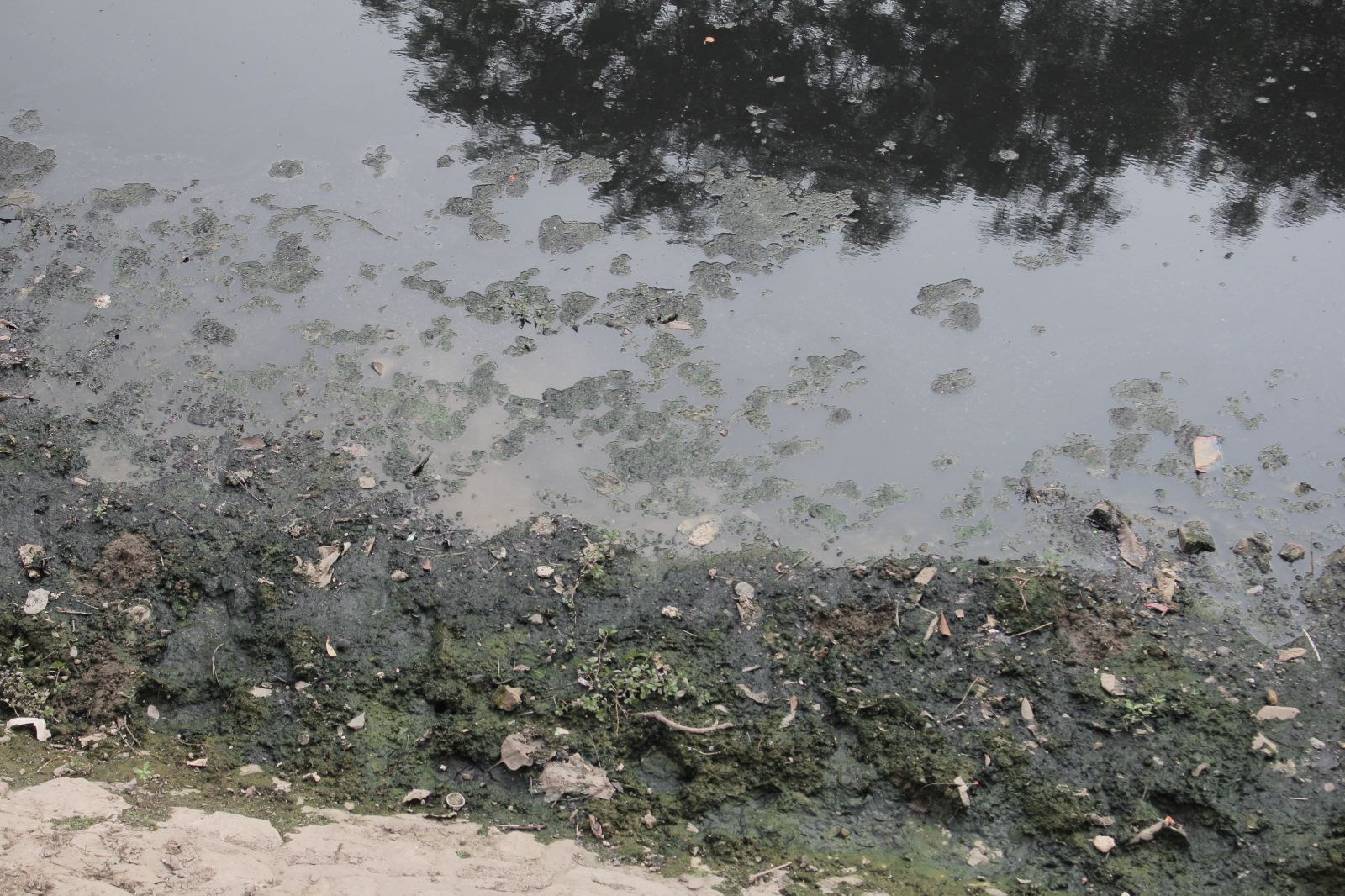  Dòng nước đen kịt, rêu kết thành mảng lớn dạt vào bên bờ, bốc lên mùi khó chịu.