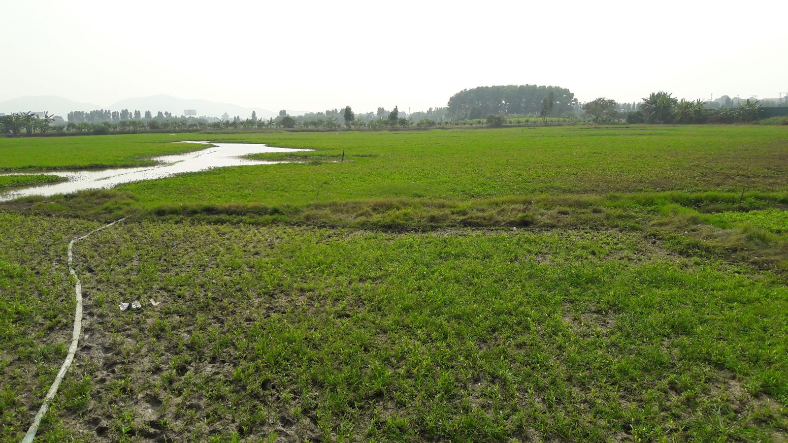 Bắc Ninh xin chuyển gần 81 ha đất trồng lúa để thực hiện 3 dự án BT. (Ảnh: Hà Cường)