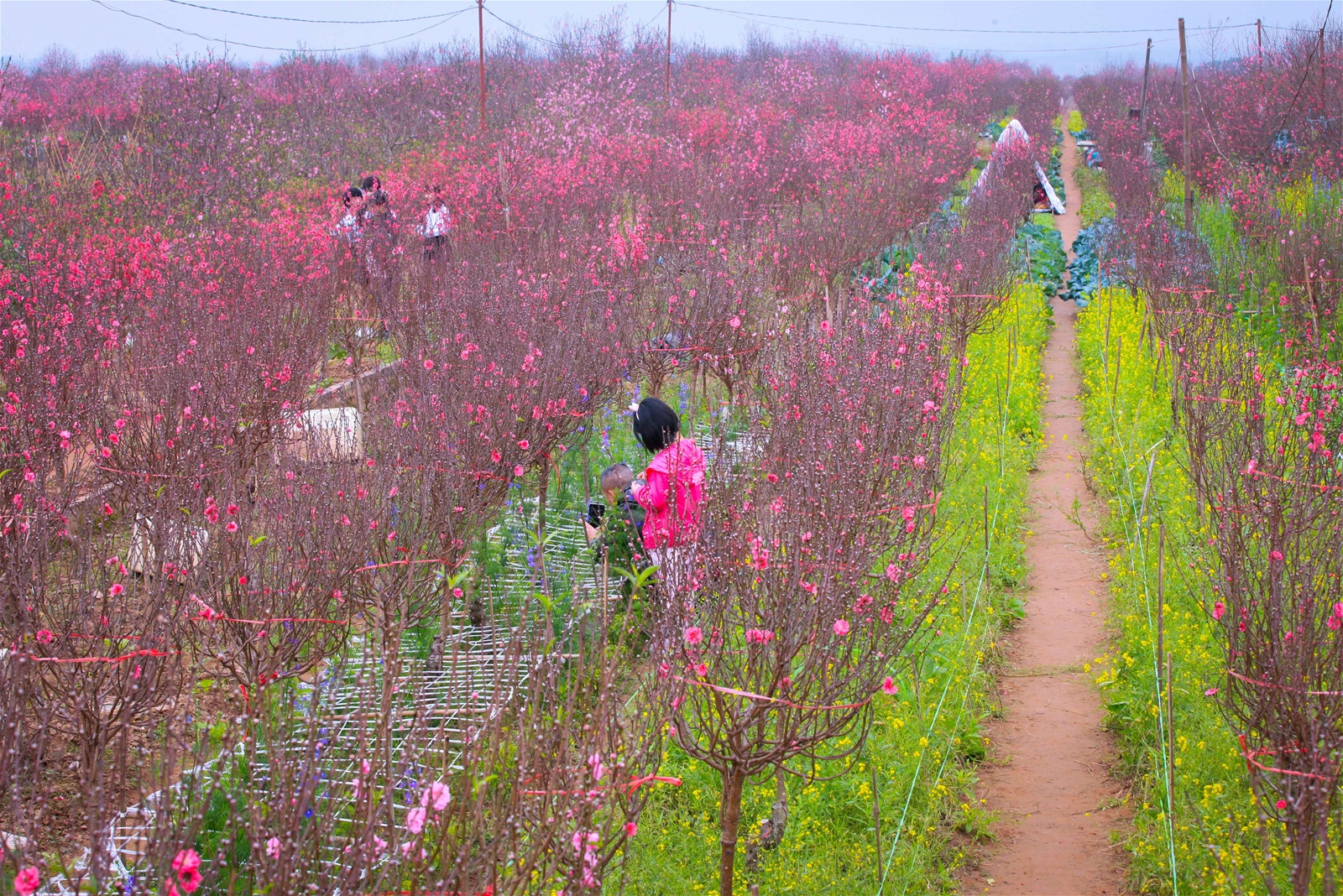 Ngày cận Tết, ghé Nhật Tân ngắm hoa đào khoe sắc thắm