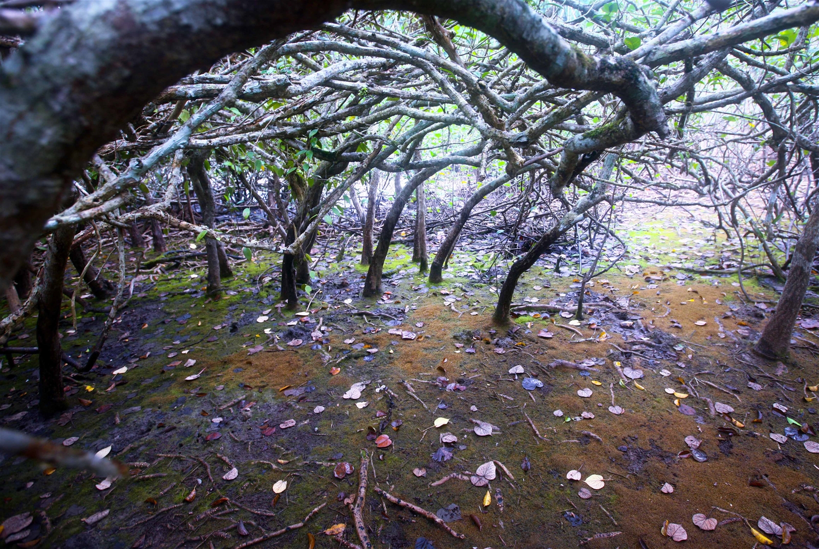 Kỳ IV: Vườn quốc gia Bái Tử Long - “Kho báu” sinh quyển giữa trùng khơi
