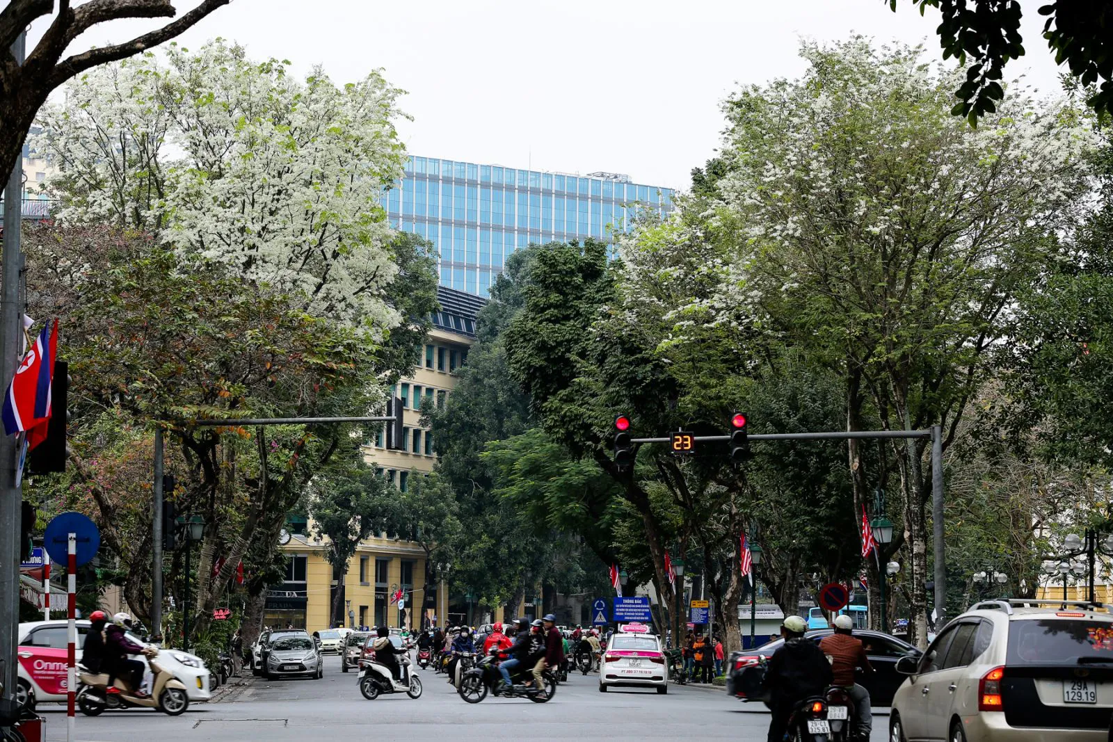 hoa sưa Hà Nội trên đường Phan Chu Trinh