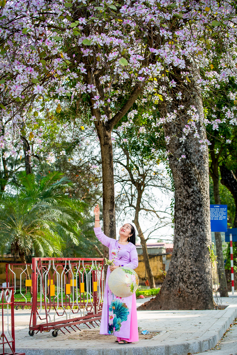 người dân chụp ảnh với hoa ban tại Hà Nội