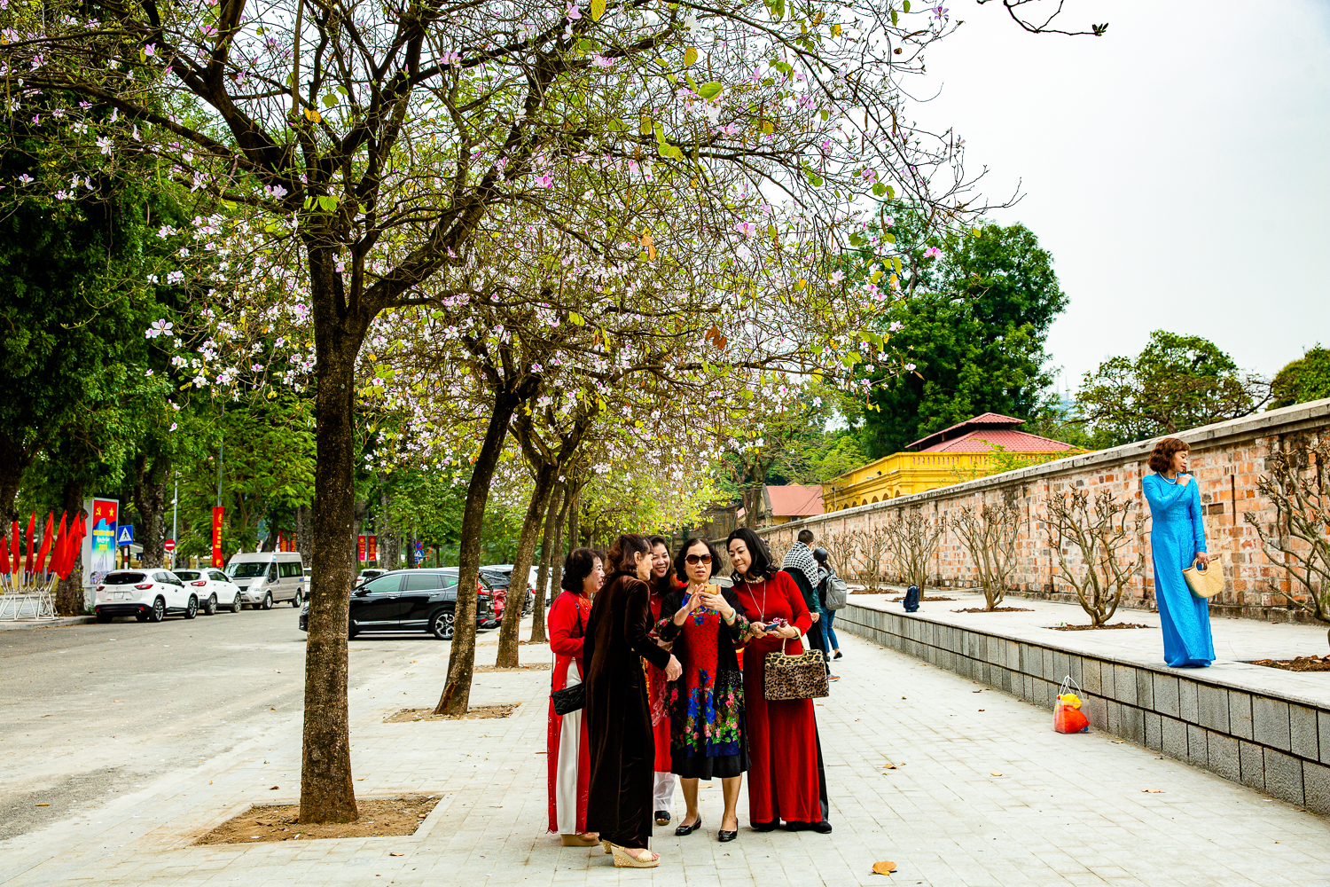 người dân chụp ảnh với hoa ban tại Hà Nội