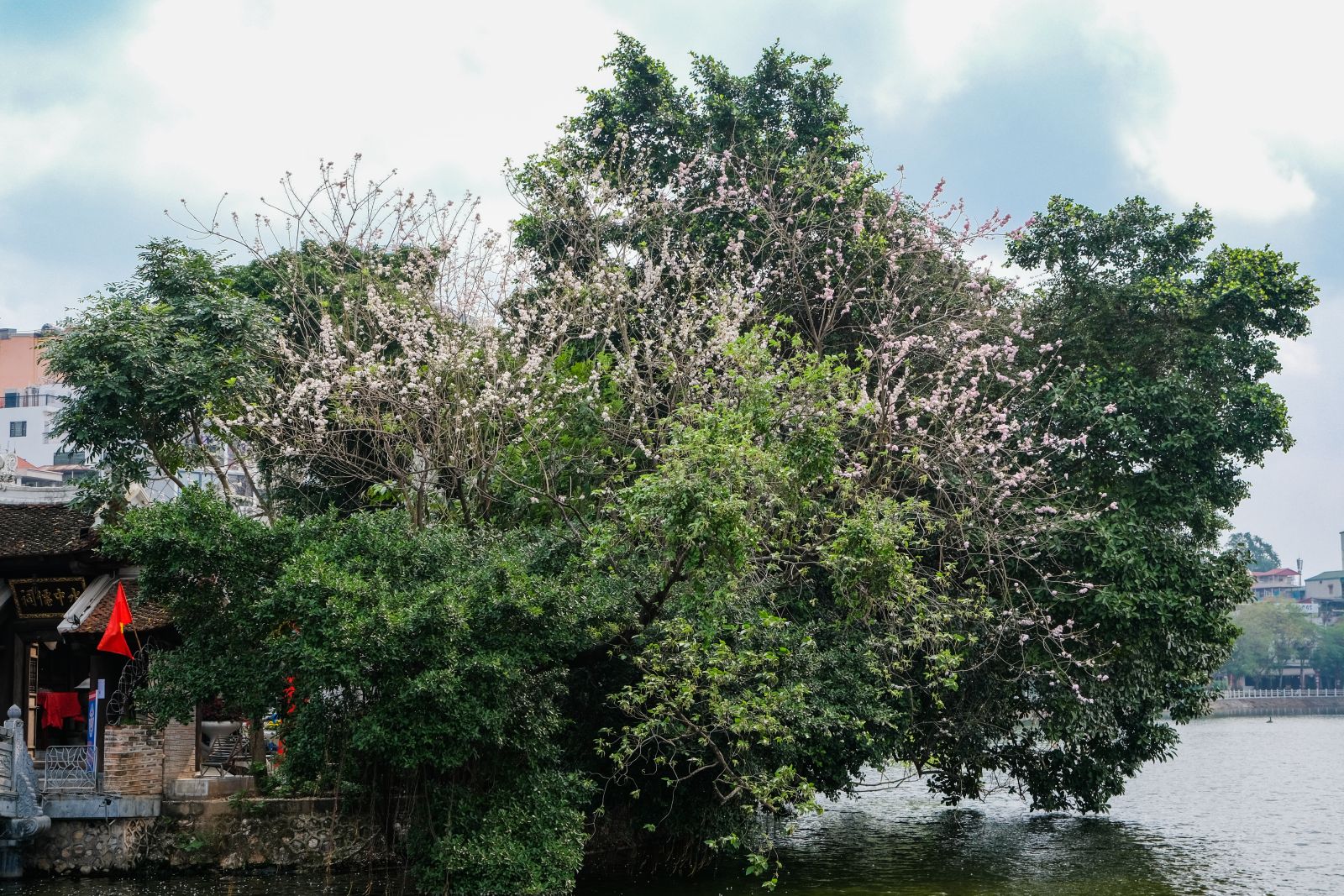 Hoa đỗ mai bên đền Cẩu Nhi Hà Nội