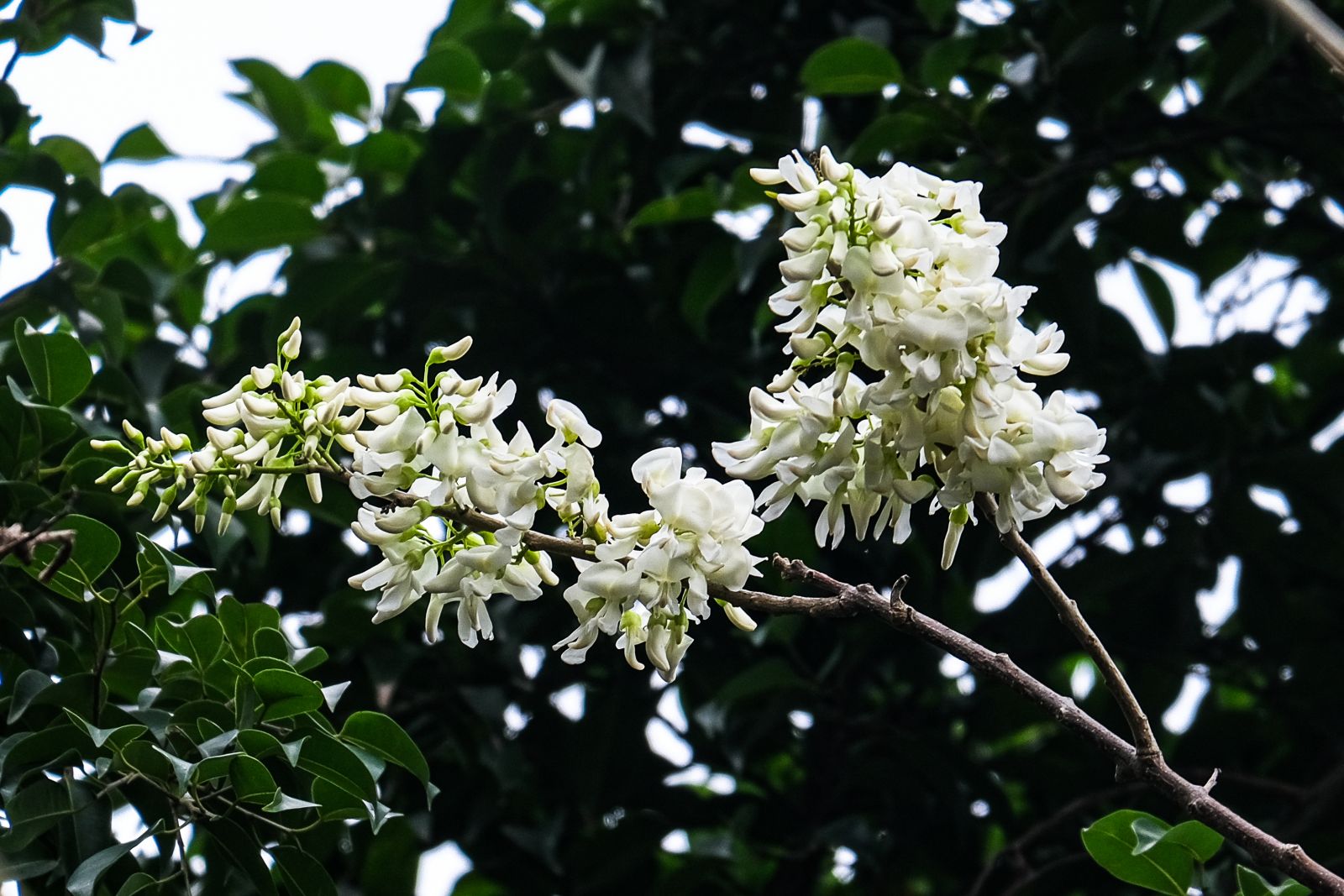 Hoa đỗ mai trắng trông gần giống hoa sưa nhưng cánh dày hơn.