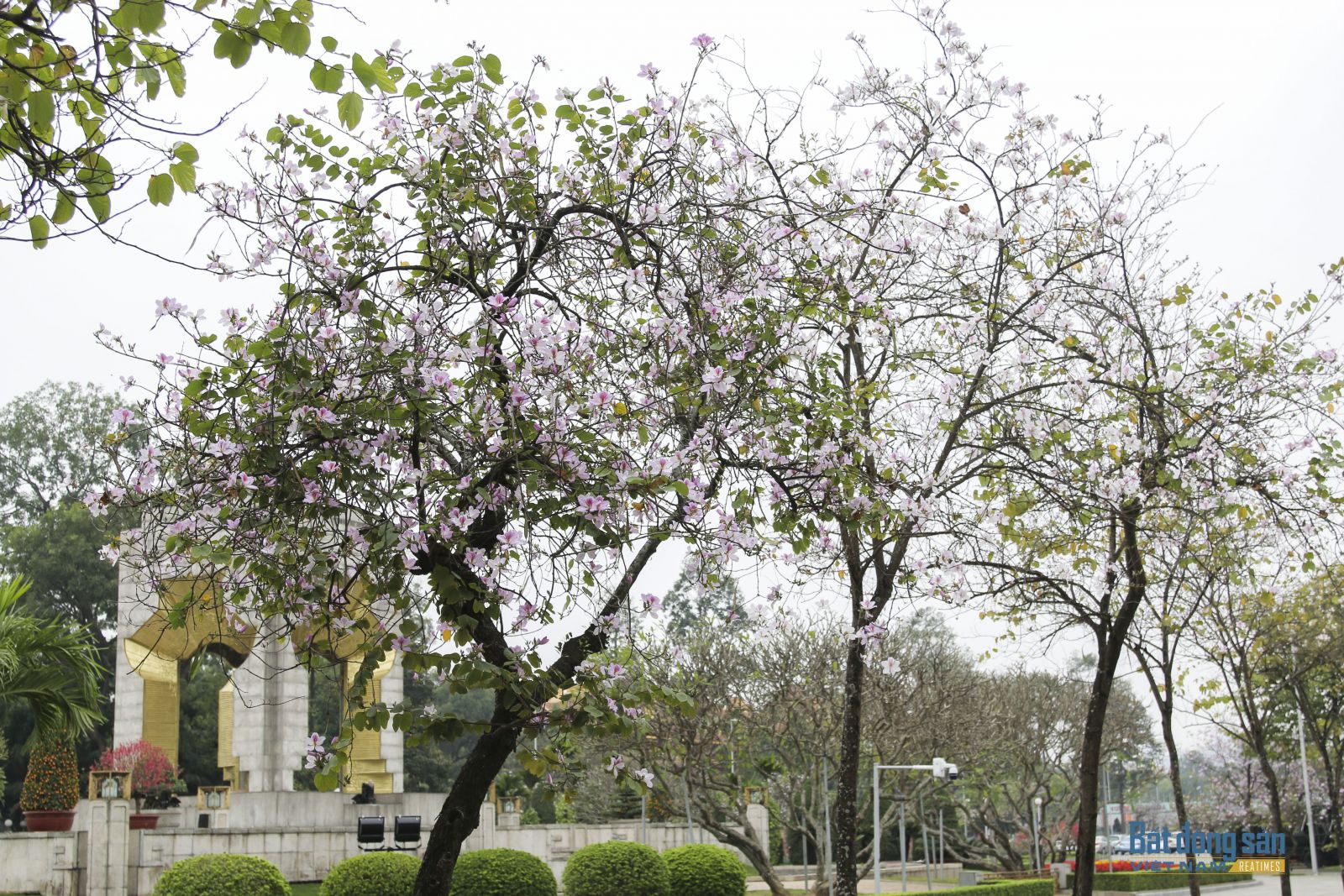 Hoa Ban Hà Nội