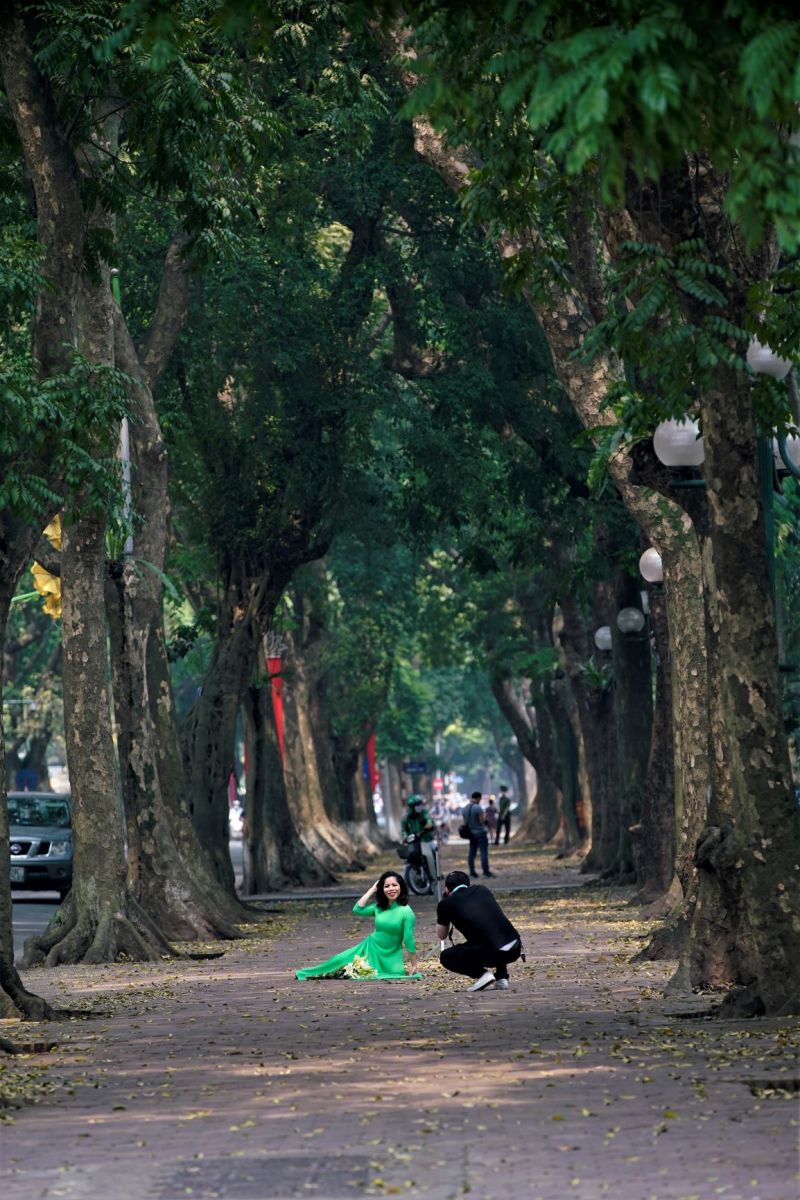 Hai hàng sấu song song trên hè phố Phan Đình Phùng