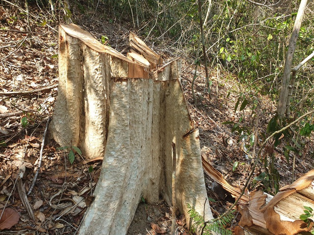 Một cây lớn trong khu Bảo tồn thiên nhiên Ea Sô bị đốn hạ.