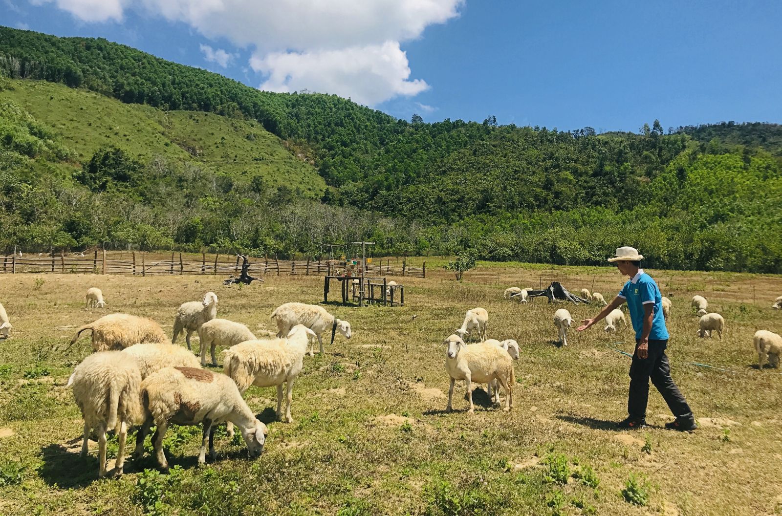 Đồng cừu tại The Moshav Farm