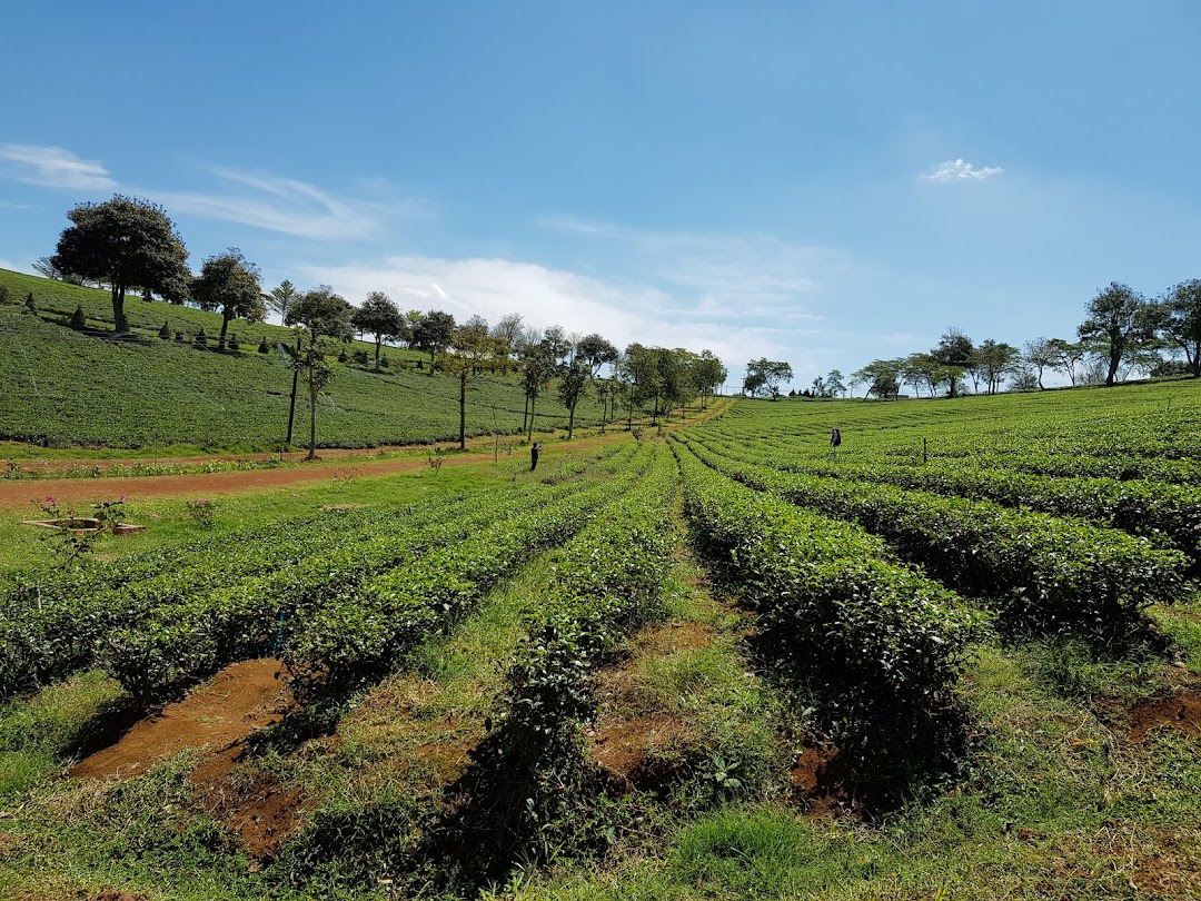 Công ty trà Sung Viên được tỉnh lâm đồng khuyến mại thuê đất