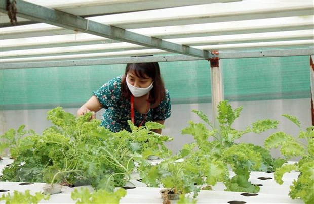 Hệ thống trồng rau trong nhà màng tại Khu thực nghiệm ứng dụng công nghệ thông tin trong nông nghiệp tại Công viên phần mềm Quang Trung.