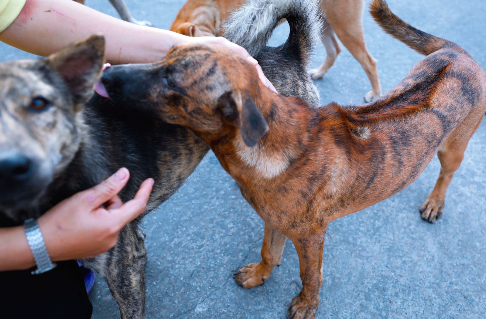 Những chú chó với chiếc xoáy đặc trưng trên lưng được nuôi dưỡng, bảo tồn tại một gia đình trên đảo Phú Quốc.