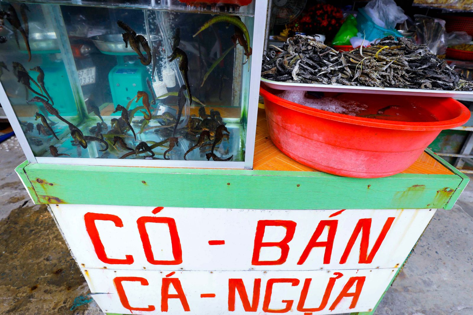 Các loại thần dược phòng the như cá ngựa, hải long tươi và khô bày bán ở chợ Hàm Ninh.