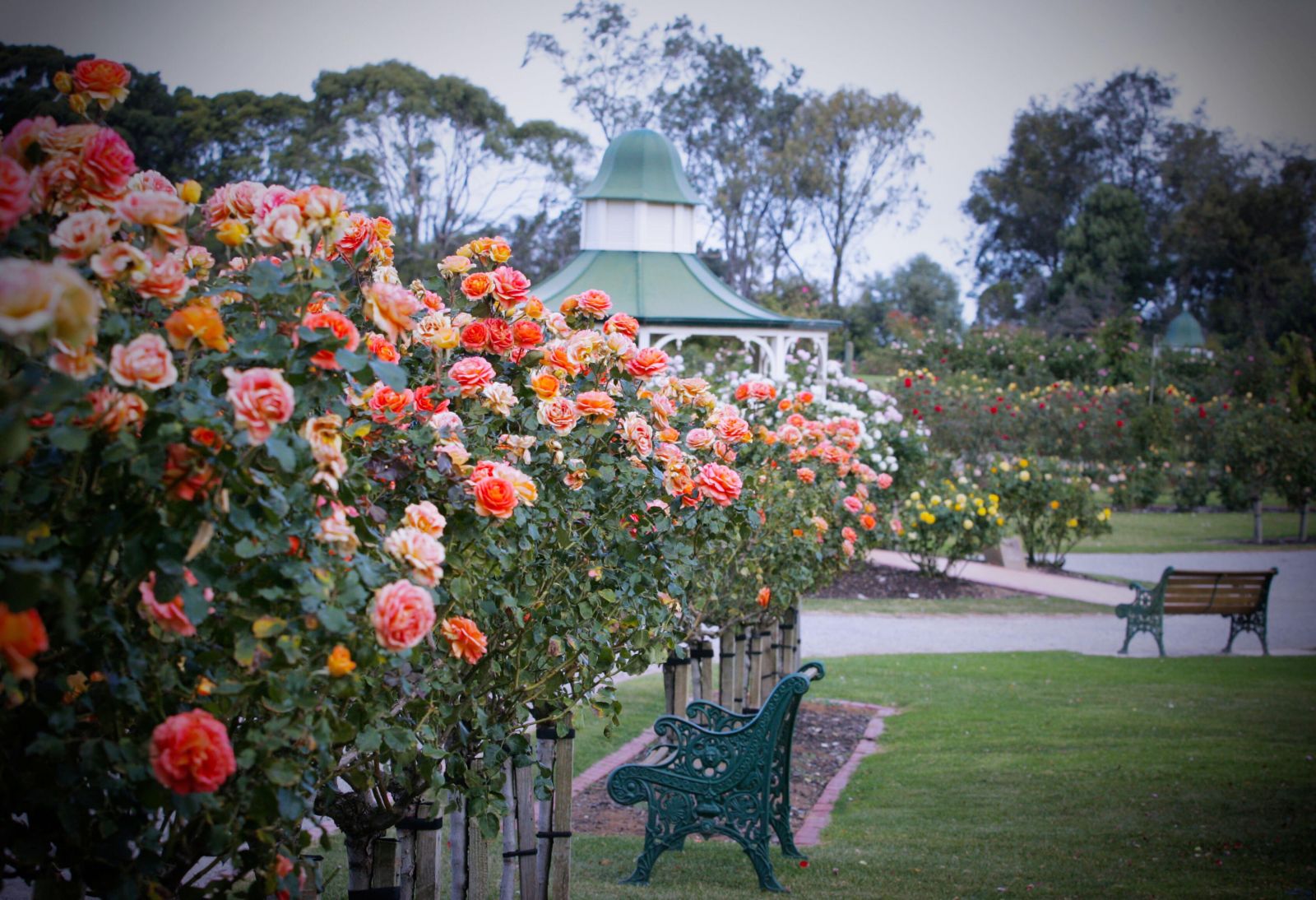 Với hơn 5.000 khóm hoa hồng trồng trên diện tích 6ha, mỗi sáng có cả ngàn đóa hồng đủ màu, đủ sắc nở rộ ở Victoria State Rose Garden.