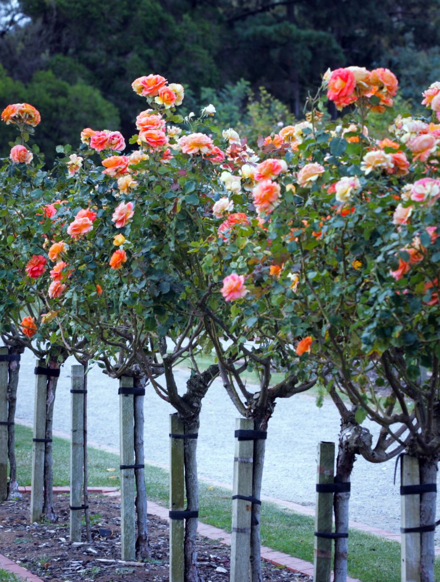 Những cây hoa hồng lâu năm thân hóa gỗ sần sùi được gọi là tree rose có đường kính gốc tương đối lớn, hoa to, dáng thế bắt mắt ở Victoria State Rose Garden.