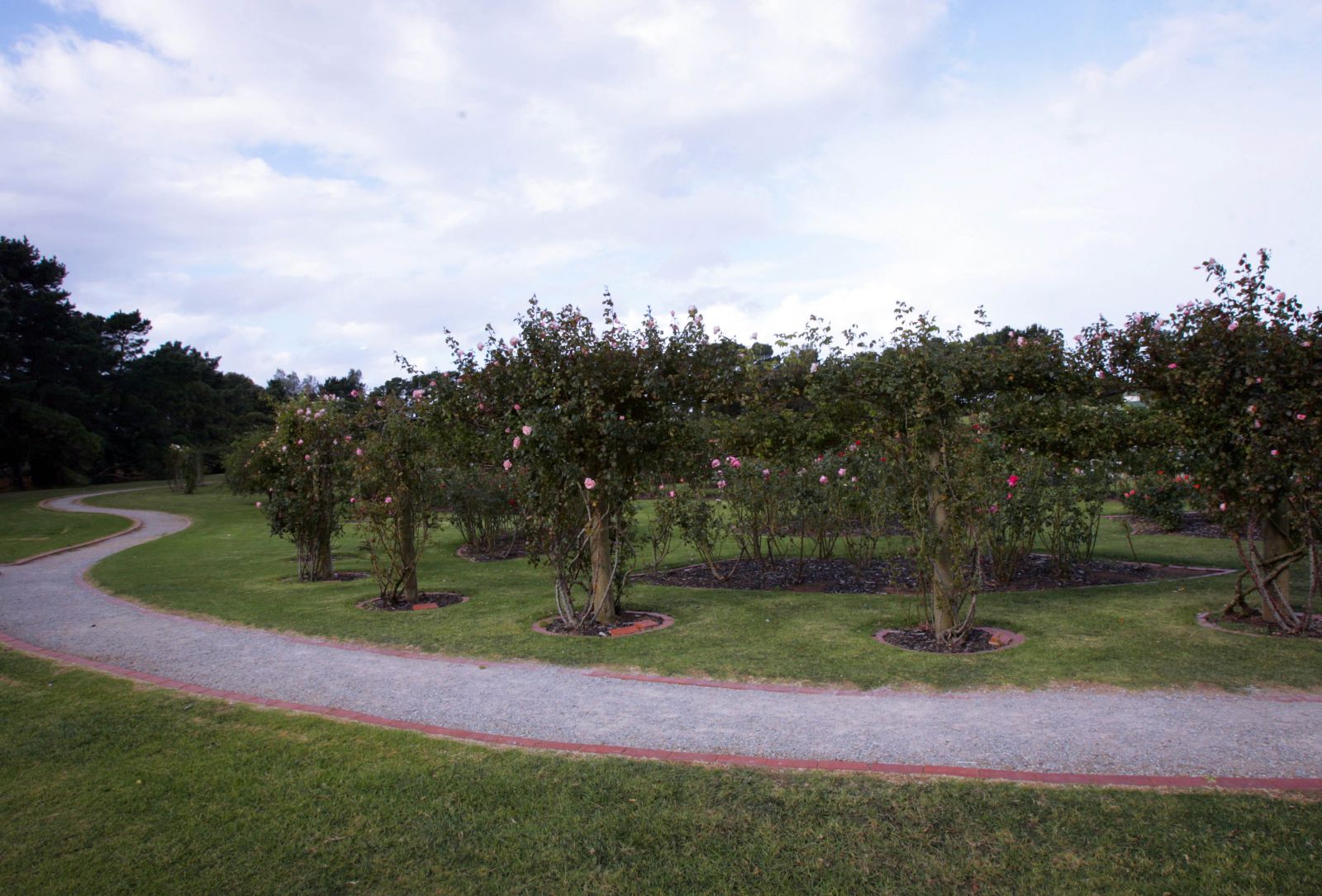 Xung quanh vườn hồng là các lối đi nhỏ dành cho du khách và cũng là điểm nhấn cho các gốc hoa hồng trồng xung quanh khoe sắc. 