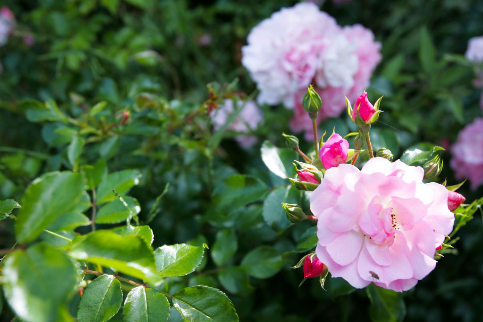 Khu vườn là một thiên đường của những người yêu hoa với những đóa hồng đương độ đẹp nhất, rực rỡ và kiêu sa khoe sắc ở Nam bán cầu.
