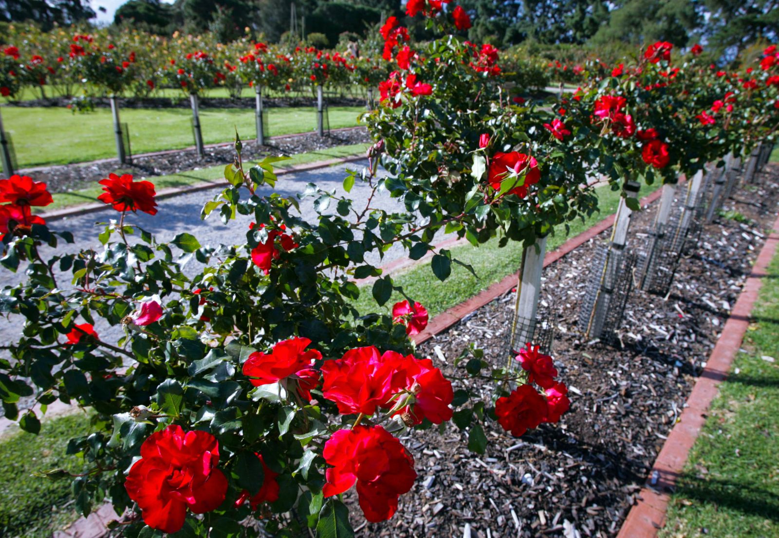 Dọc hai bên lối đi ở Victoria State Rose Garden là những khóm hoa hồng tree rose khoe dáng…