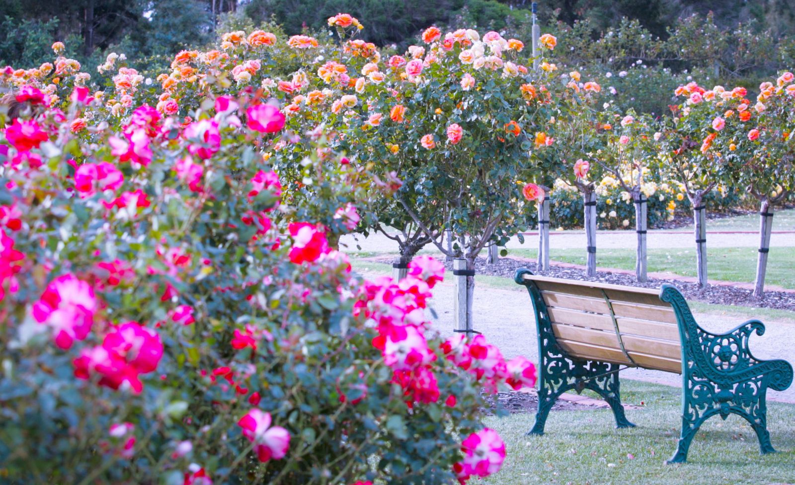 Bên những khóm hoa hồng tree rose là những chiếc ghế nhỏ, nơi dừng chân của du khách giữa khu vườn bung nở cả nghìn bông hoa.