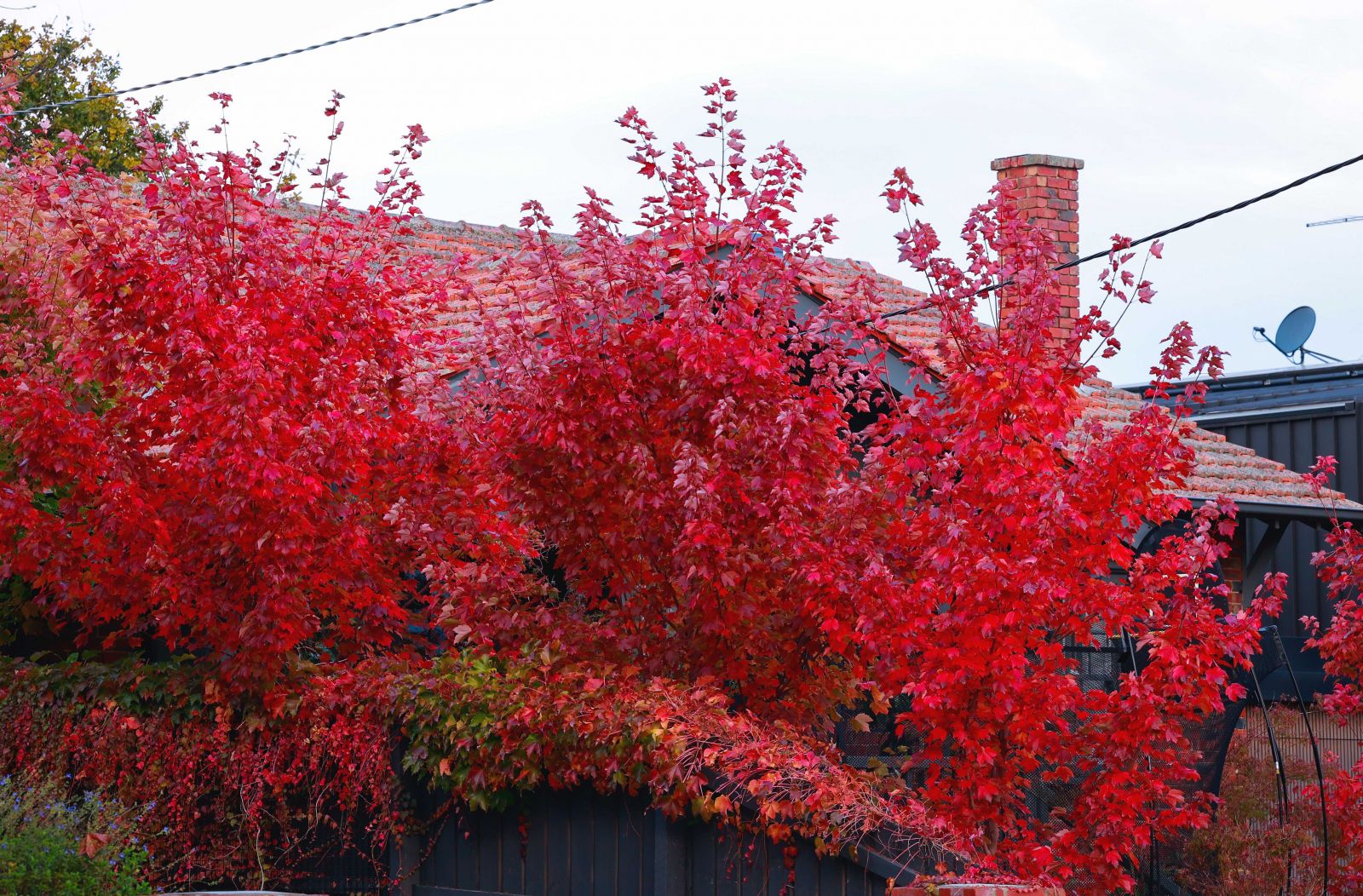 Ngôi nhà nhuốm màu lá đỏ của những cây phong nhập cư ở con ngõ nhỏ 1/46A Oxley Road, Hawthorn vào buổi cuối chiều thu.