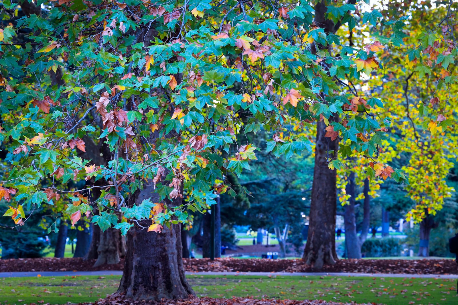 Những cây ngô đồng nhuốm màu xanh - vàng mùa thay lá ở Carlton Gardens, khu vườn nằm cách CBD khoảng 1km về phía Bắc. 