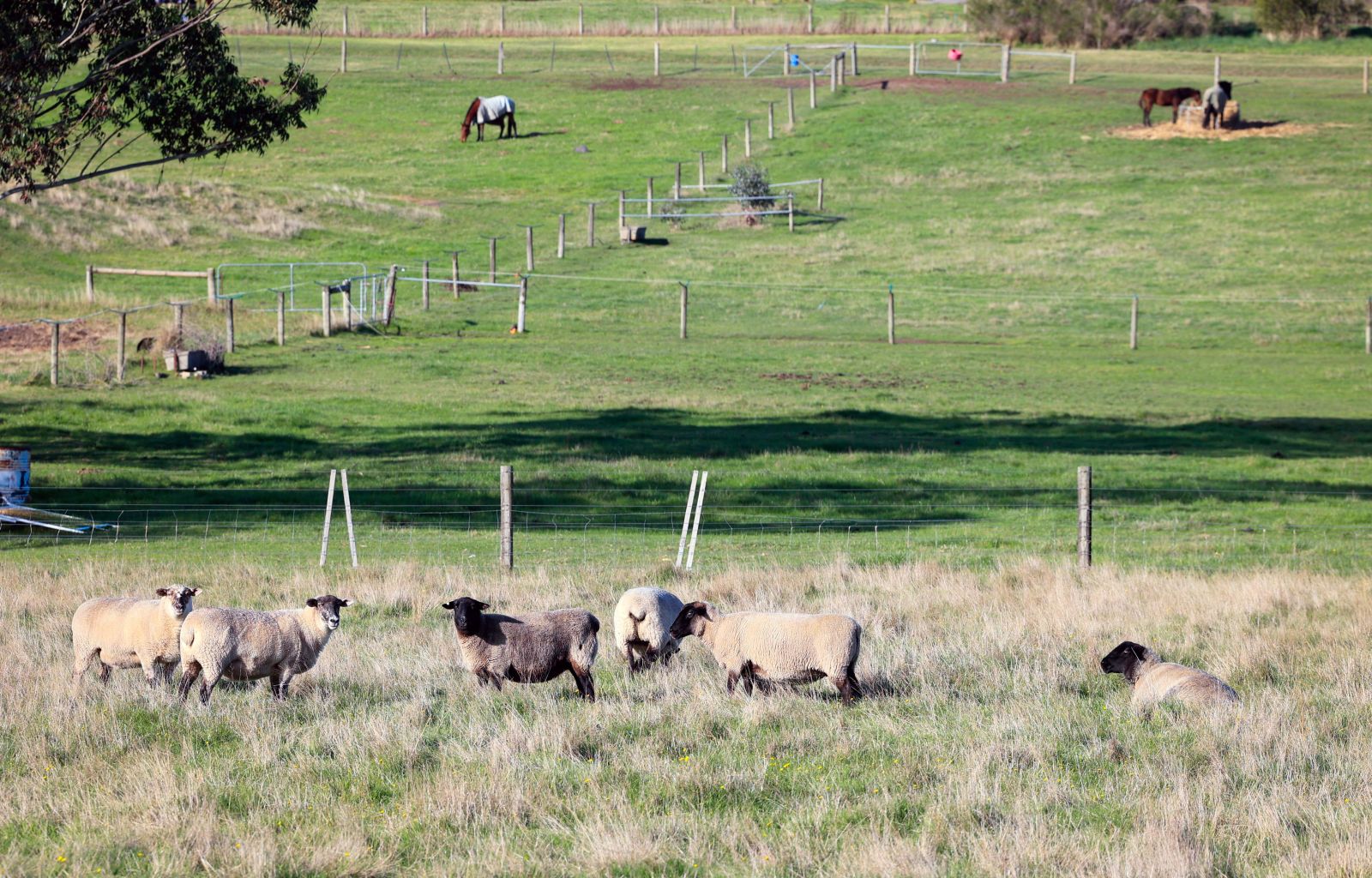 Những trang trại chăn nuôi lớn ở Australia gọi là “station”, nơi chỉ thấy những chú bò và cừu nhởn nhơ gặm cỏ… 