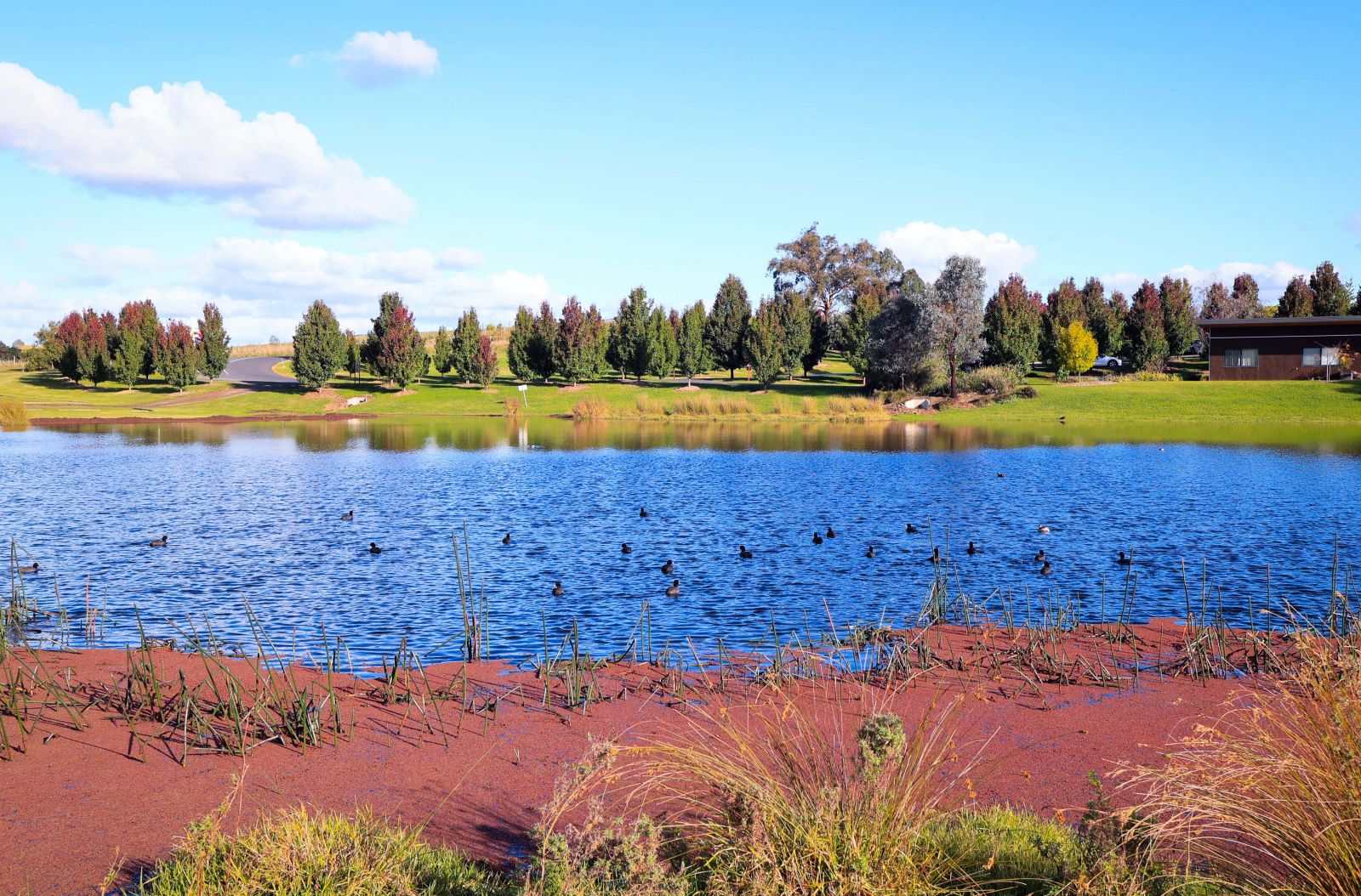 … và nông trại có cả hồ nước nhỏ, chứa đủ nước để trồng cỏ và du khách có cơ hội ngắm những chú sâm cầm tung tăng trên mặt nước…