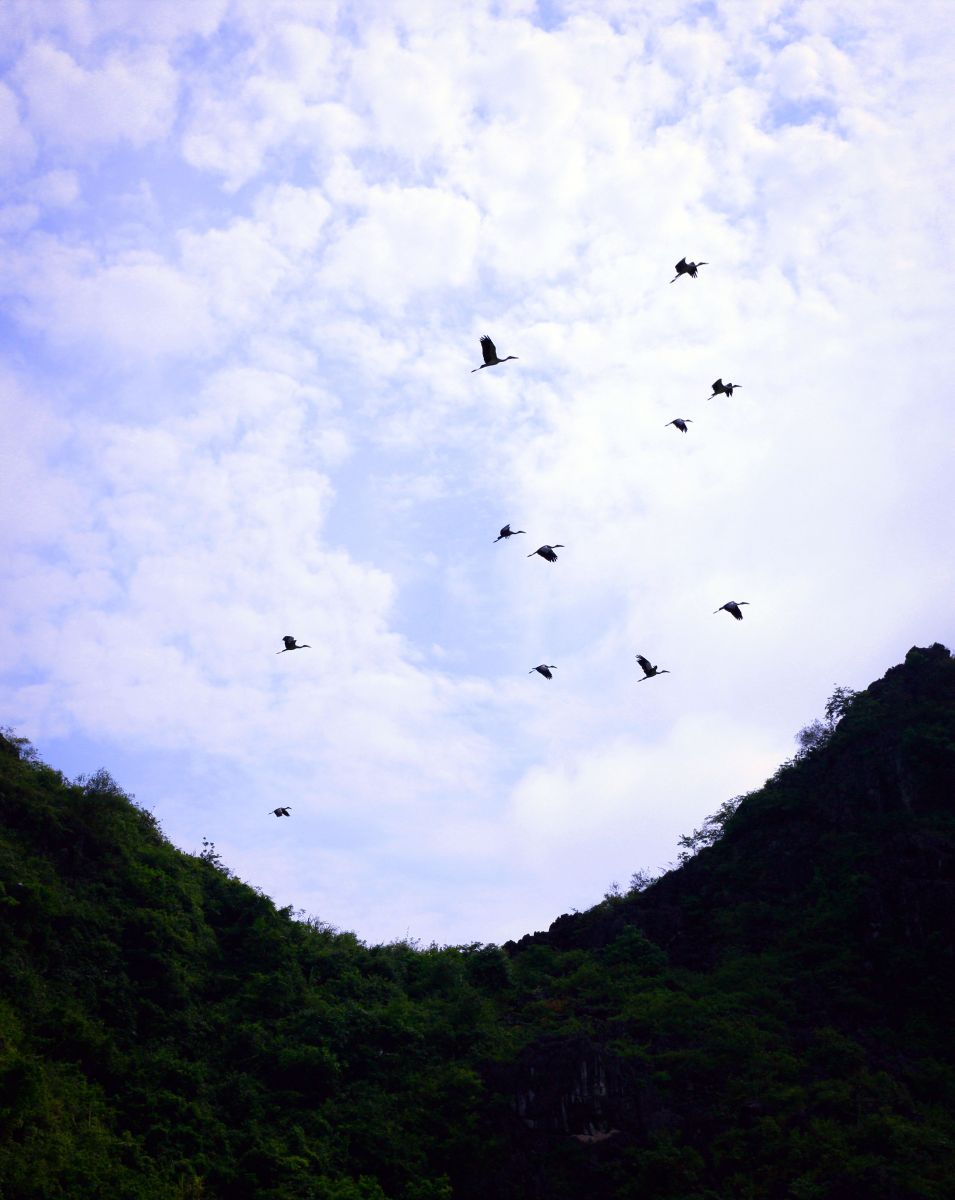 Vào mùa khô, Vân Long là địa điểm làm tổ của nhiều loài chim nước phương Bắc như diệc xám, cò bợ, cò trắng, vạc tập trung về bay rợp trời, tạo nên một bức tranh sông nước, trời mây, cò bay cực kỳ lý thú.