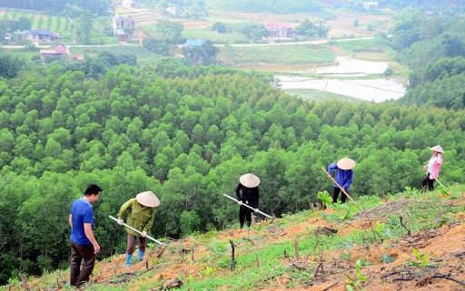 Hàng loạt các dự án đã và đang triển khai trên phạm vi toàn quốc góp phần nâng cao thu nhập cho người nông dân trồng và bảo vệ rừng. Ảnh: Trang thông tin Sở NN & PTNN Tuyên Quang