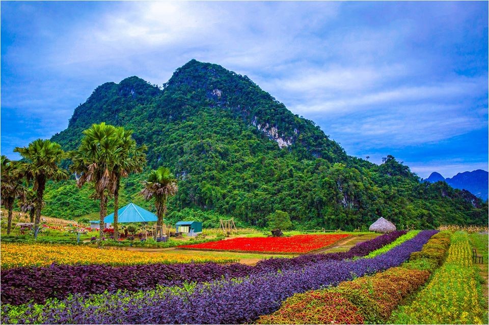Bình nguyên Khai Trung, huyện Lục Yên xứ hoa Tây Bắc, Đà Lạt thứ 2 tại Việt Nam.
