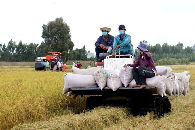 Nông nghiệp và cụ thể là lúa gạo, là một trong những ngành đang được NHNN yêu cầu các ngân hàng triển khai nhiều biện pháp hỗ trợ, gỡ khó