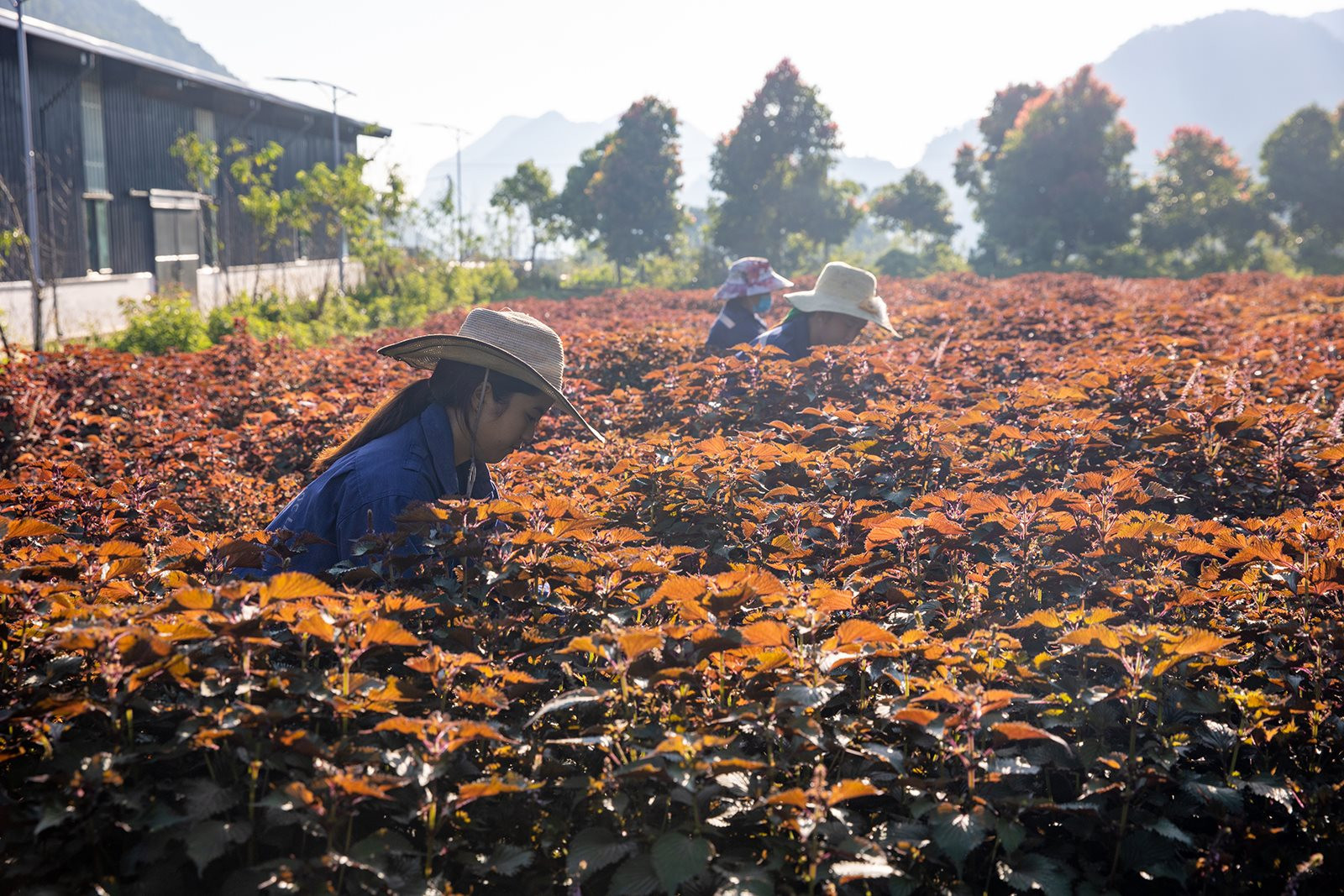 Anh hùng Lao động Thái Hương và triết lý tâm sáng hướng thiện dẫn dắt khát vọng kiến quốc- Ảnh 20.