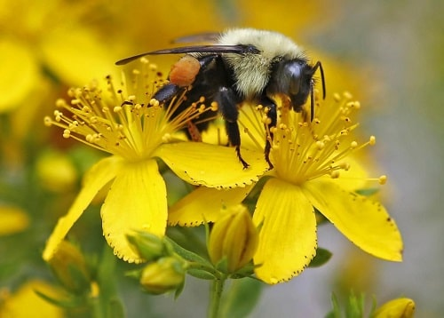 gạch tổ ong, gạch ong, môi trường đô thị, sinh thái đô thị, biến đổi khí hậu, vật liệu bền vững 