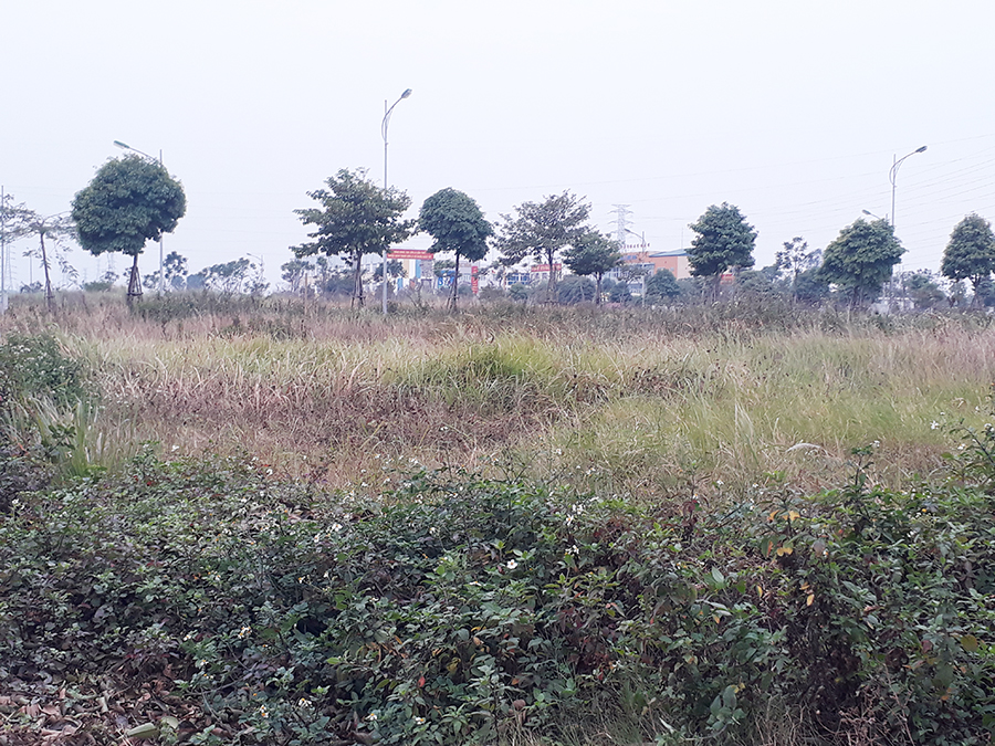 Trong Khu đô thị mới Dương Nội, nhiều diện tích để hoang hóa, cỏ mọc um tùm...