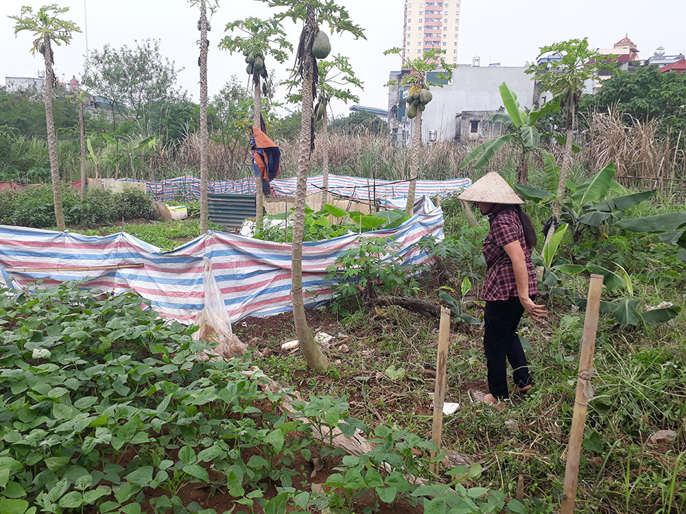 Hiện dự án Khu nhà ở Văn La chỉ là bãi đất trống, có cây mọc um tùm, một số khu vực người dân trồng rau, cây màu...