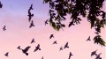 Những cánh “chim sa” báo điềm gì xui rủi?