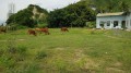 Dự án “đất vàng” nhiều năm quây tôn, thành nơi… chăn thả trâu bò
