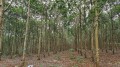 Đắk Nông: Hàng trăm hec-ta đất rừng bị người dân lấn chiếm, canh tác nông nghiệp