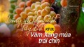 Kỳ III: Vàm Xáng mùa trái chín