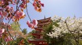 Mùa ngắm hoa anh đào Nhật Bản
