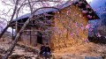 Tết ngắm hoa đào ở thôn Lao Xa