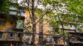 Hà Nội: Kỳ lạ cây mọc xuyên nhà dân trong khu tập thể 60 tuổi 